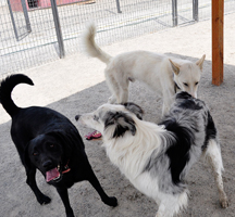 heart_of_the_valley_play-group-training